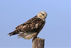 Rough-legged Hawk